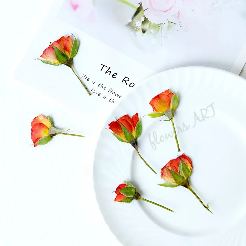 Pétalas de Rosa Prensadas, Flo - Photo Frame Baby avaliação e preço