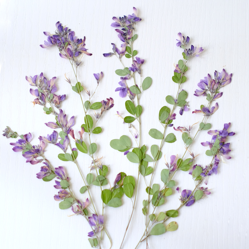 6 peças, Flores Secas Naturais - Photo Frame Baby avaliação e preço