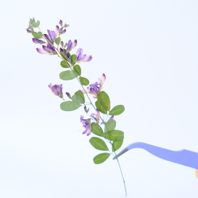 6 peças, Flores Secas Naturais - Photo Frame Baby avaliação e preço