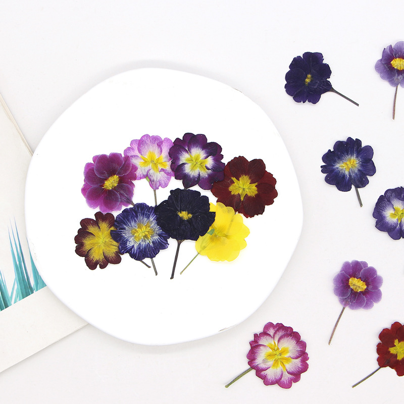 48 Peças de Flores Secas de Pr - Photo Frame Baby avaliação e preço