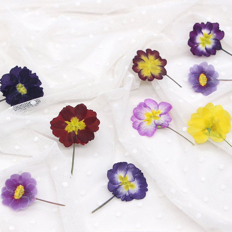 48 Peças de Flores Secas de Pr - Photo Frame Baby avaliação e preço