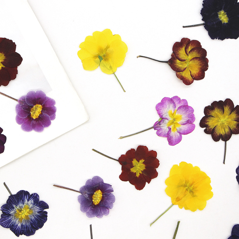 48 Peças de Flores Secas de Pr - Photo Frame Baby avaliação e preço