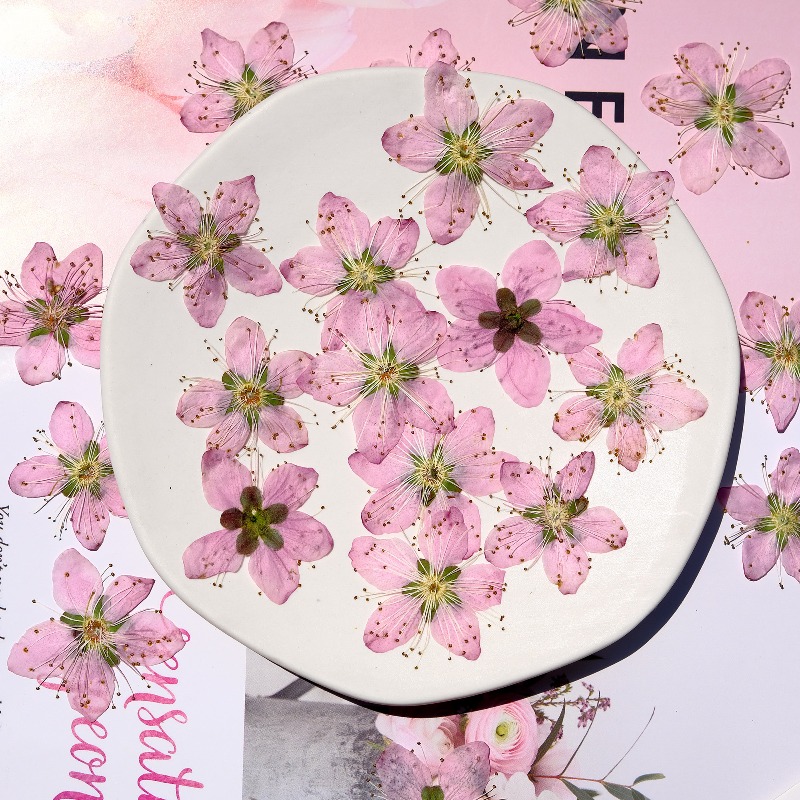 Flores Secas Prensadas de Flor - Photo Frame Baby avaliação e preço