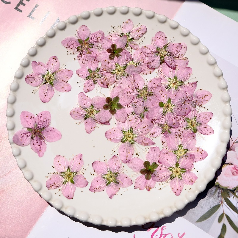 Flores Secas Prensadas de Flor - Photo Frame Baby avaliação e preço