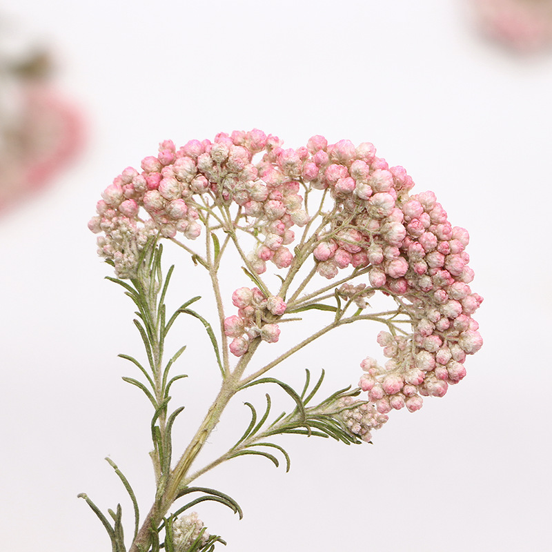 12 peças, Ramos de Flores de M - Photo Frame Baby avaliação e preço