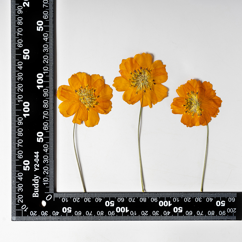 8-10cm/24 peças, Flor Pequena  - Photo Frame Baby avaliação e preço