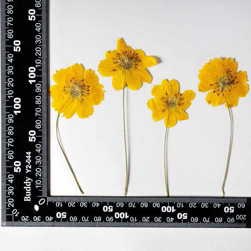 8-10cm/24 peças, Flor Pequena  - Photo Frame Baby avaliação e preço